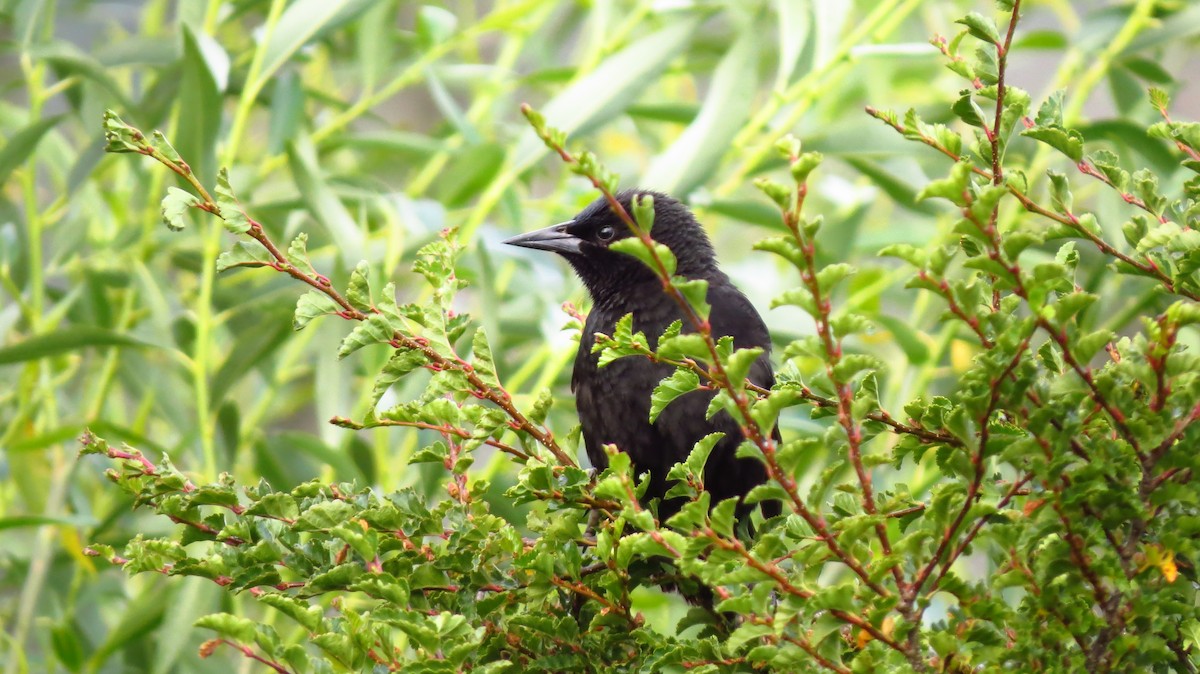 Austral Blackbird - ML411649691
