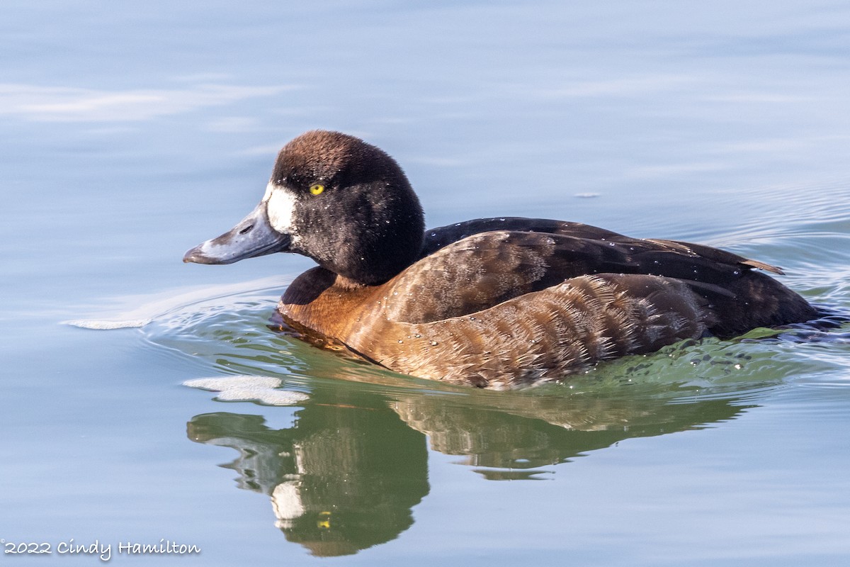 Greater Scaup - ML411653691