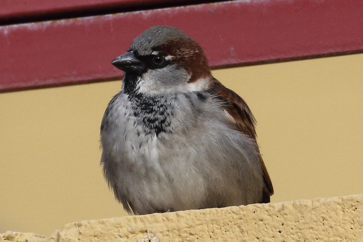 House Sparrow - ML411654011