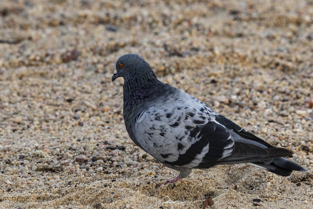 Rock Pigeon (Feral Pigeon) - ML411656211