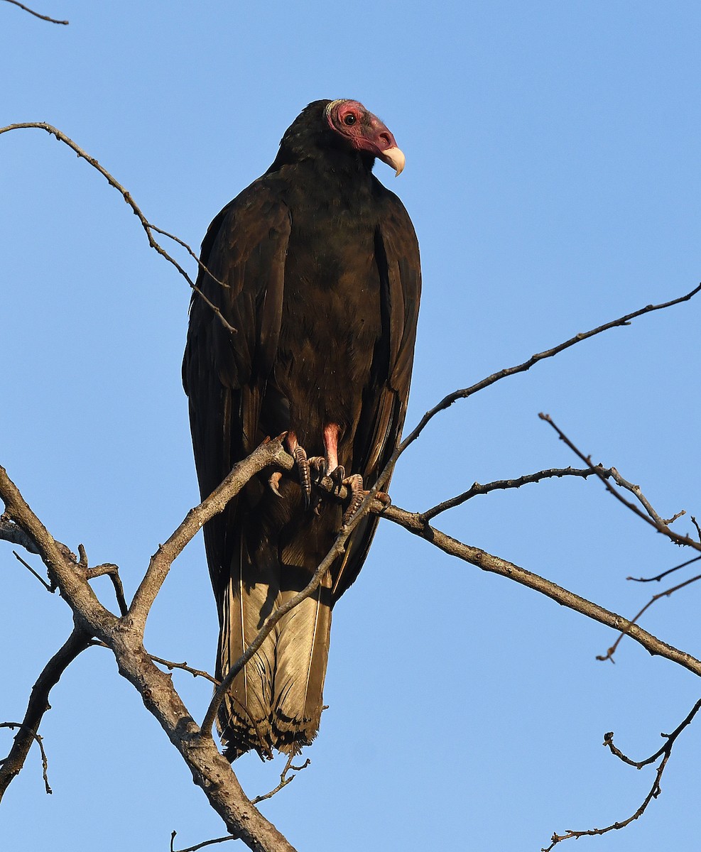 Turkey Vulture - ML411656381