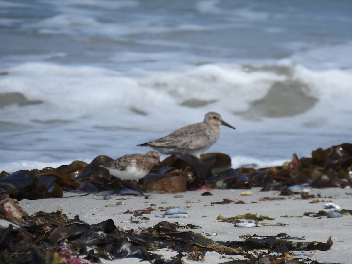 Red Knot - ML411658421