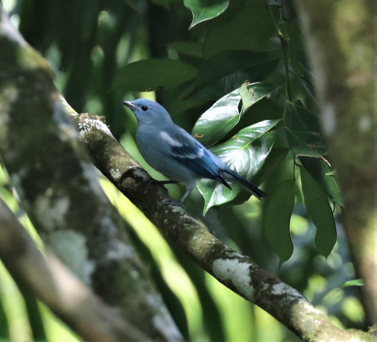 Blue-gray Tanager - ML411659171