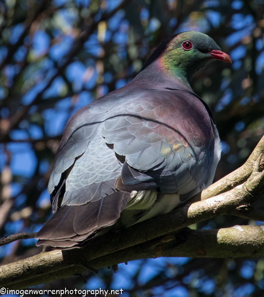 New Zealand Pigeon - Imogen Warren