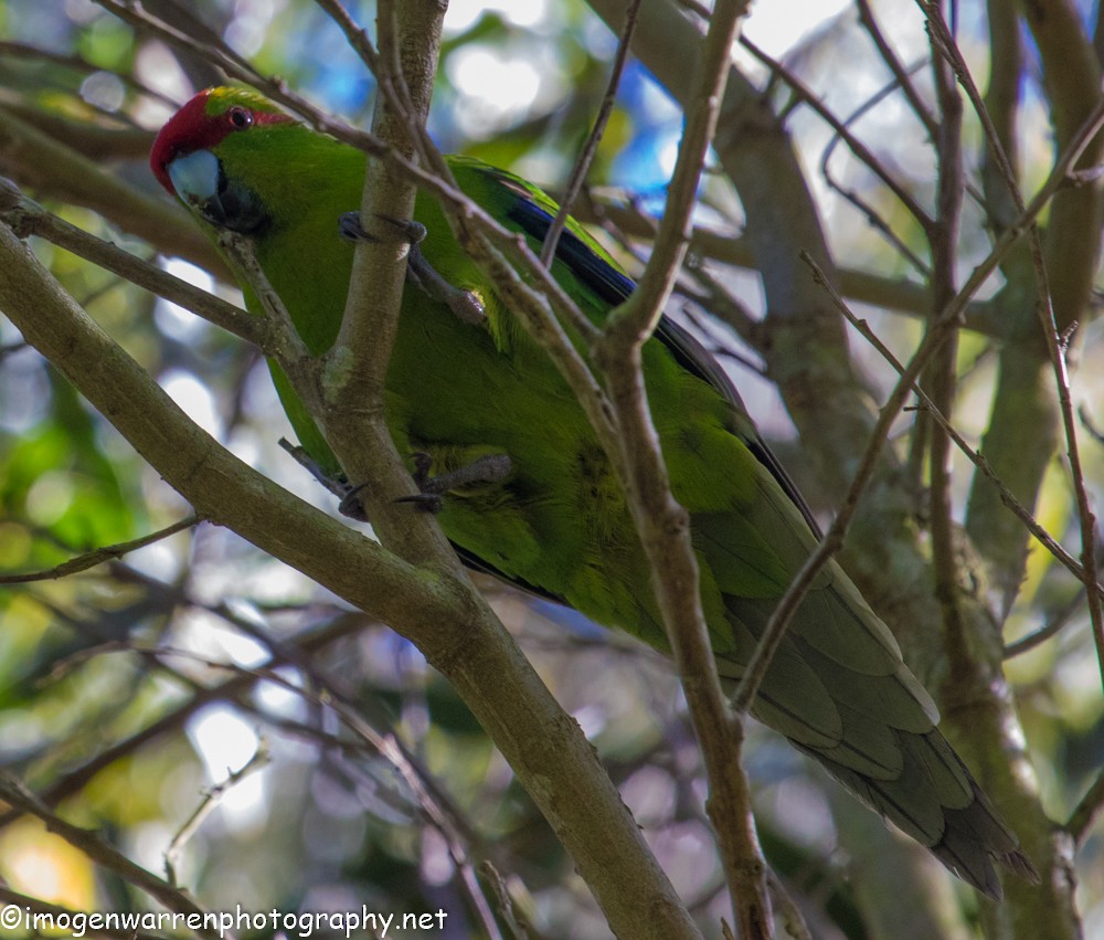 Red-crowned Parakeet - ML41166331
