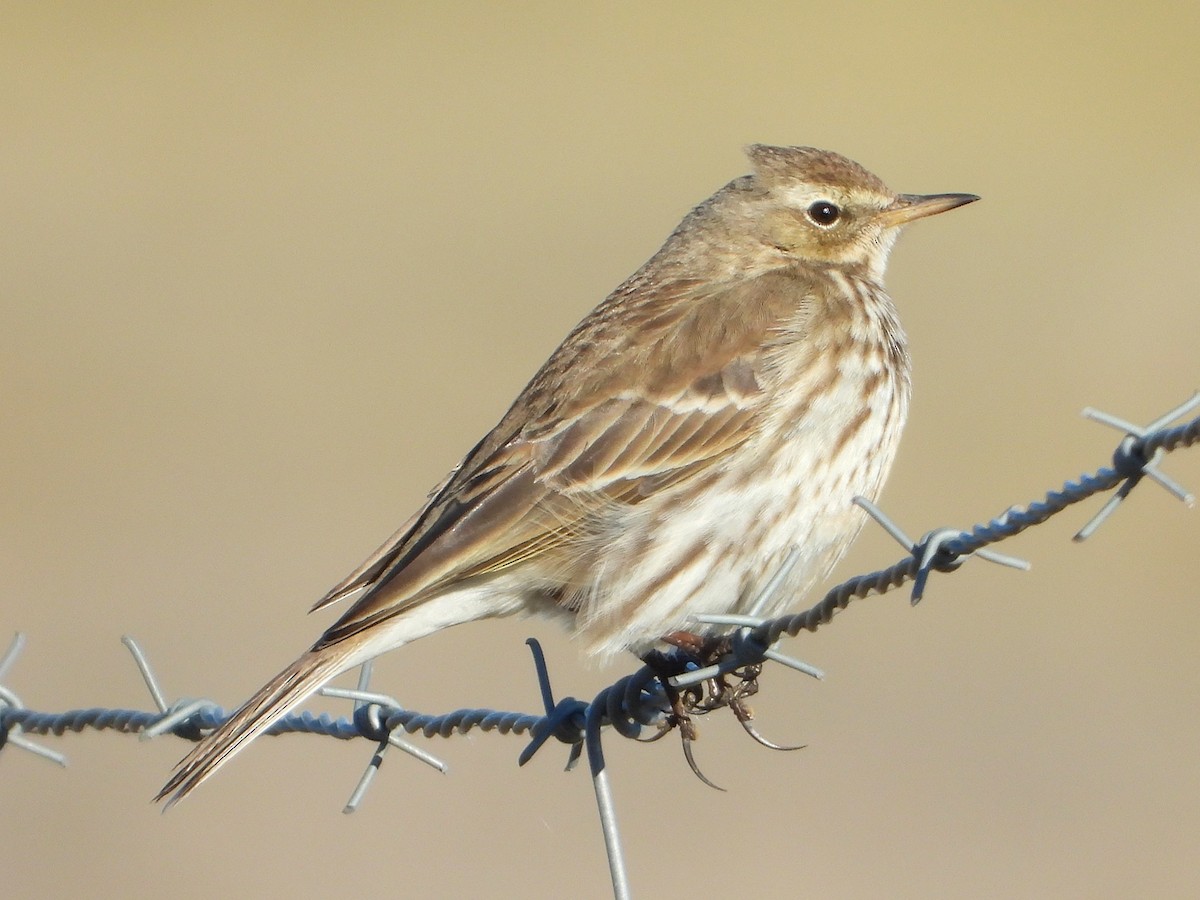 Water Pipit - ML411664891