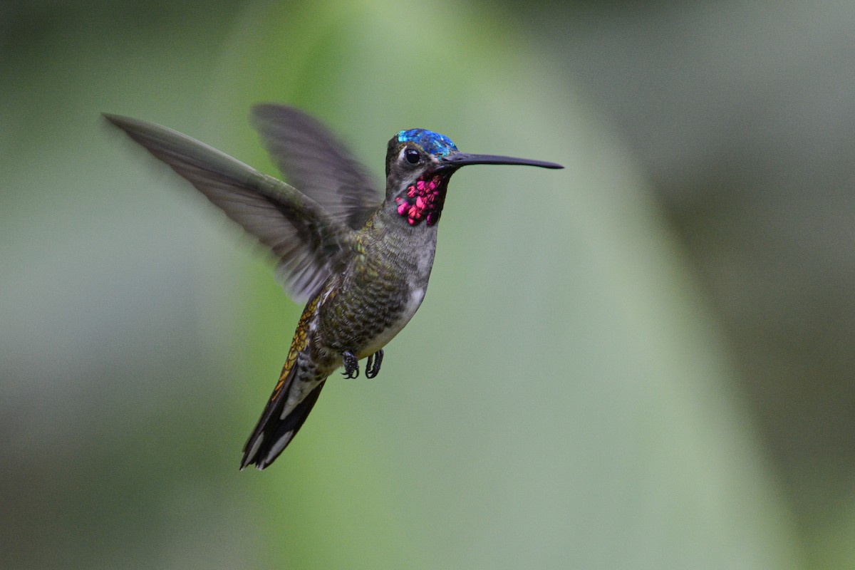 kolibřík hvězdohrdlý - ML411666711