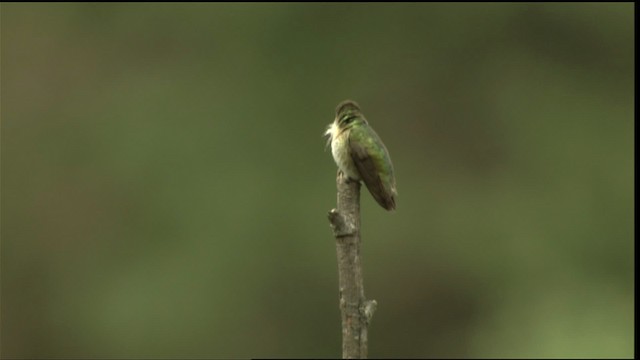 Calliope Hummingbird - ML411675