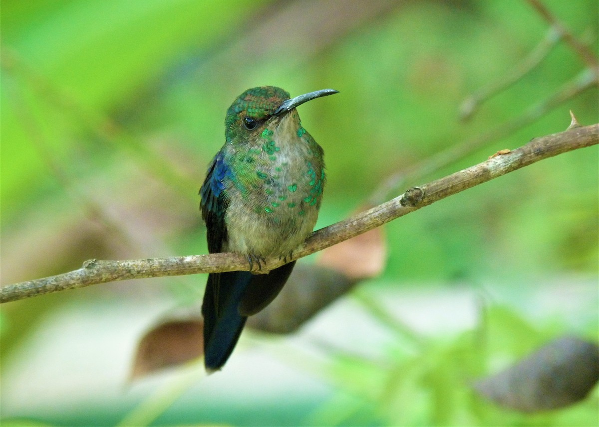 kolibřík pralesní - ML411677011