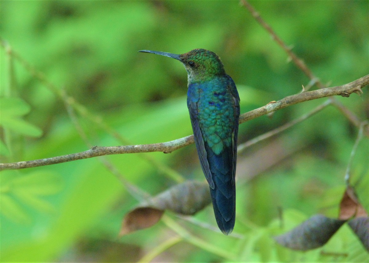 kolibřík pralesní - ML411677101