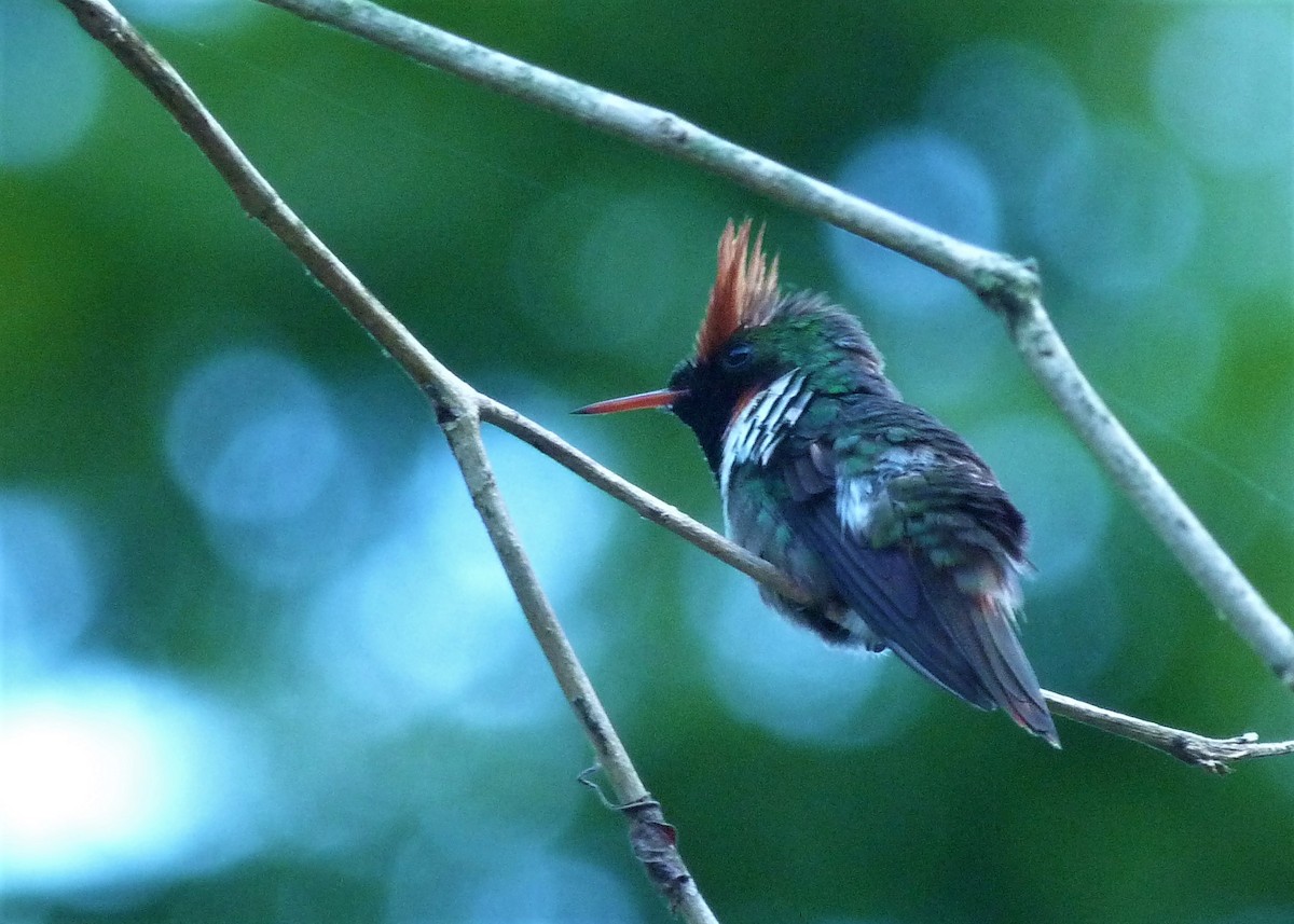 Frilled Coquette - ML411678141