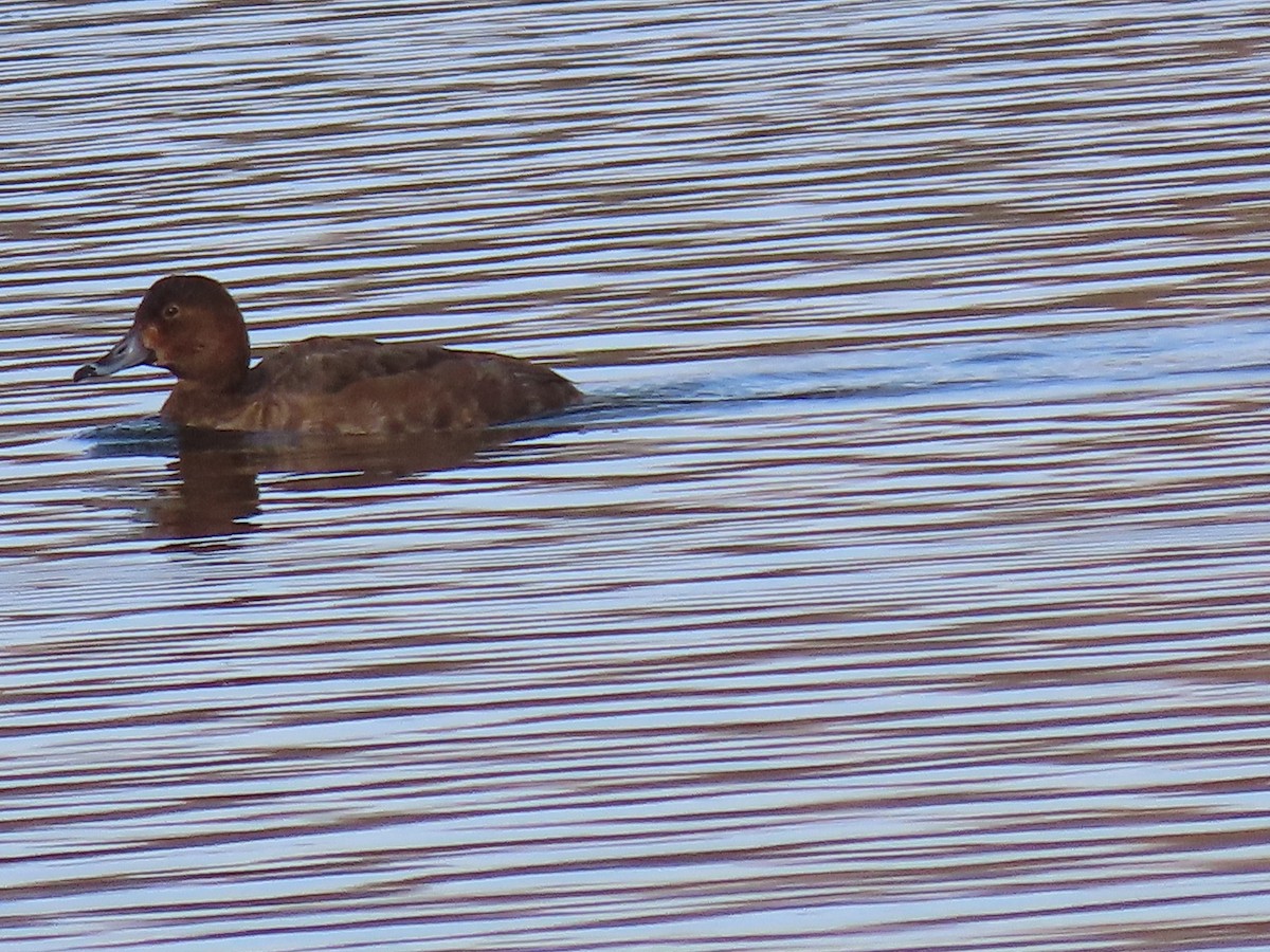 Lesser Scaup - Anne (Webster) Leight