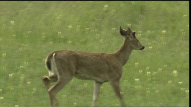 White-tailed Deer - ML411679