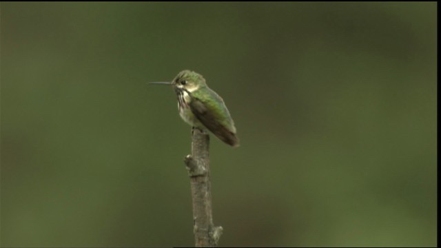 Calliope Hummingbird - ML411680