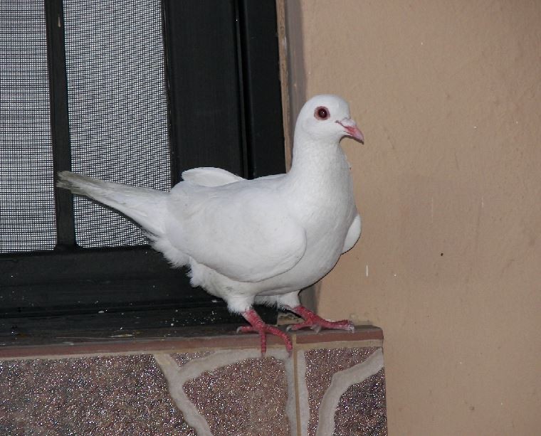 Rock Pigeon (Feral Pigeon) - Bill Pranty