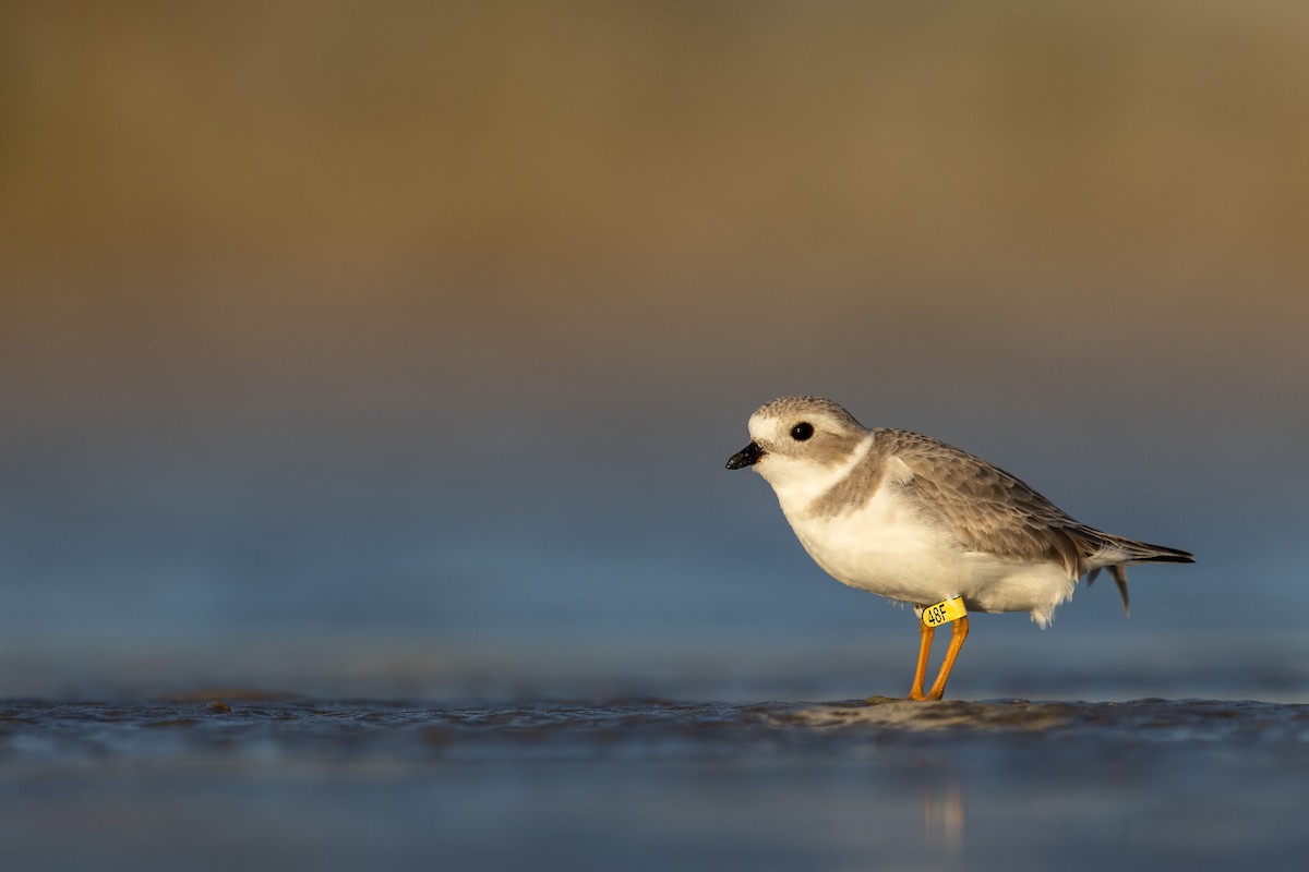 Piping Plover - ML411685711