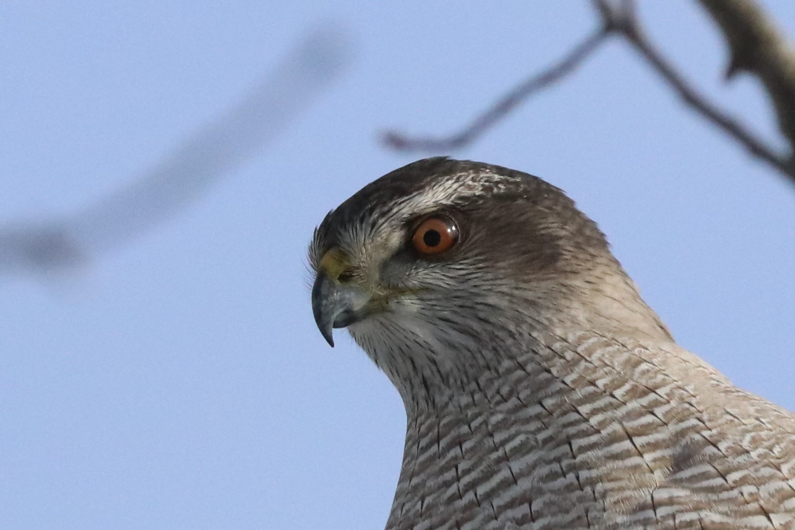 Cooper's Hawk x American Goshawk (hybrid) eBird