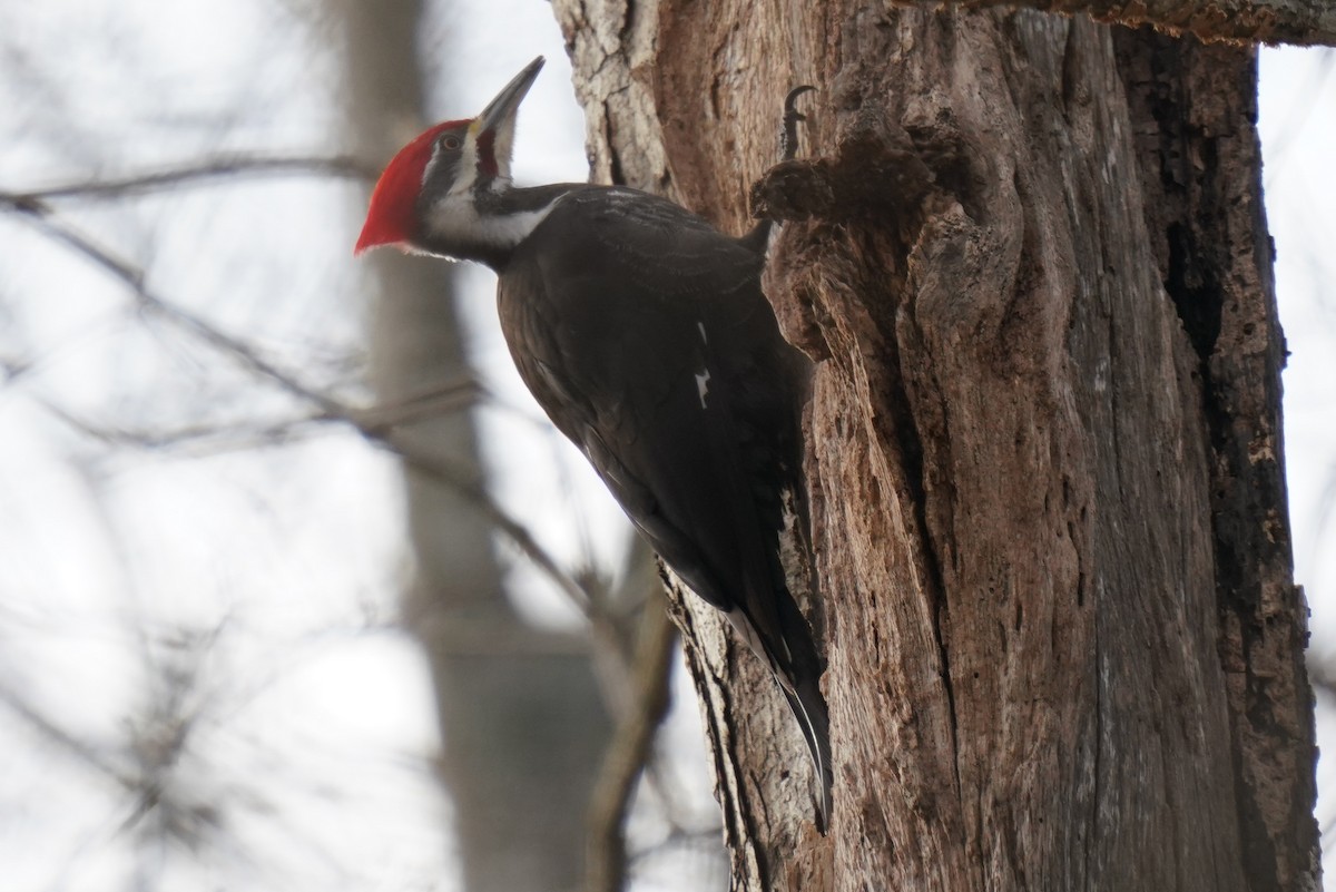 Pileated Woodpecker - ML411687871