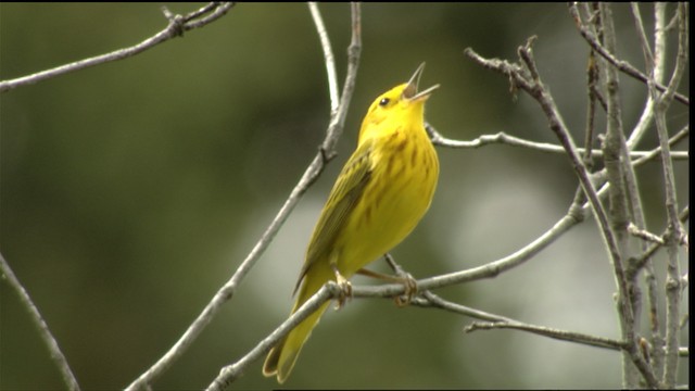 Yellow Warbler (Northern) - ML411689