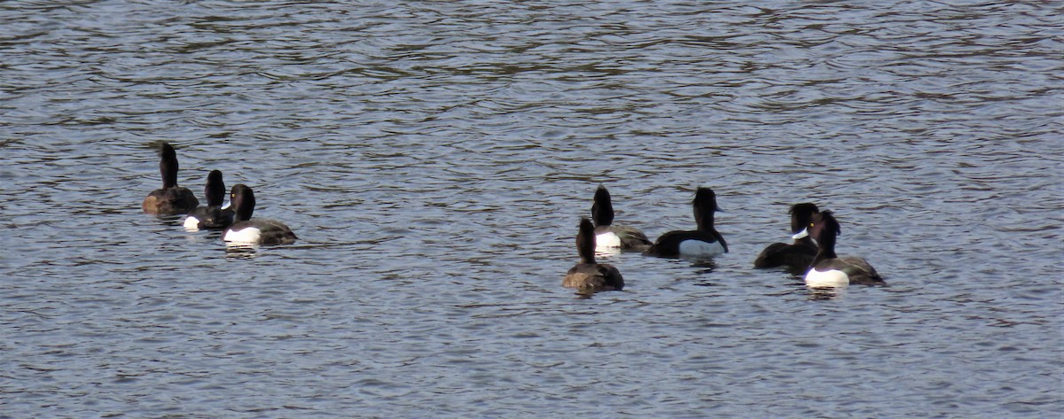 Tufted Duck - ML411689061