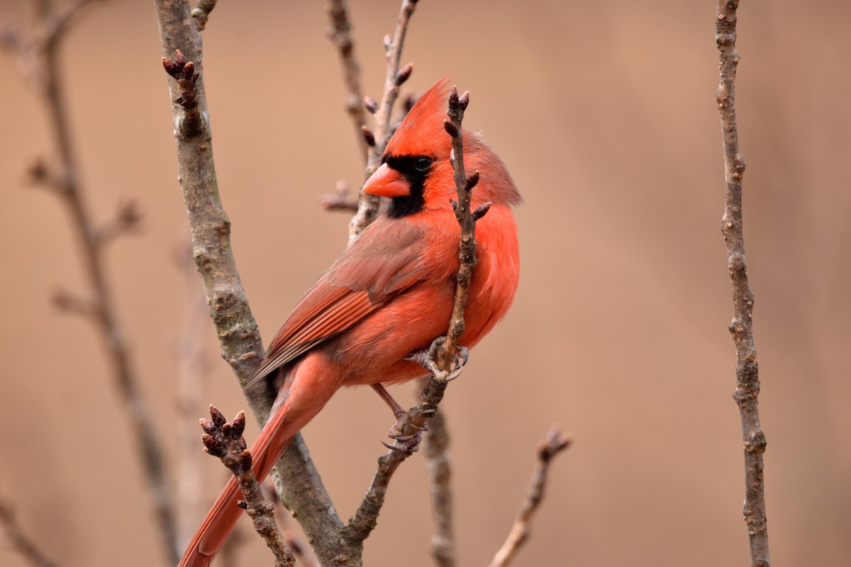 Northern Cardinal (Common) - ML411689251