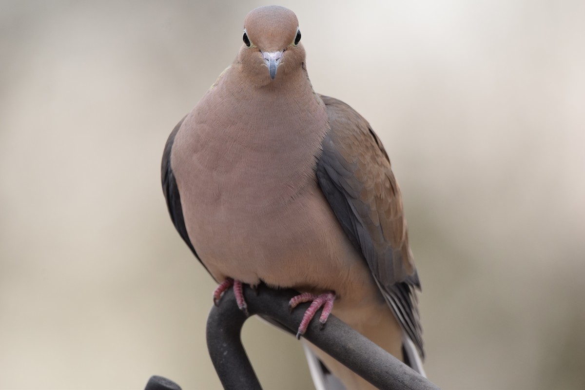 Mourning Dove - Silas Powell