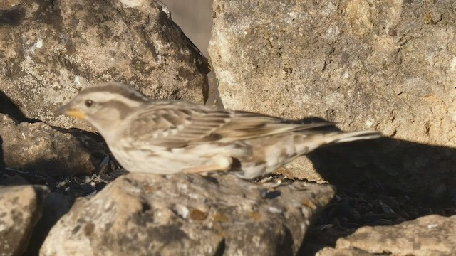 Rock Sparrow - ML411691111