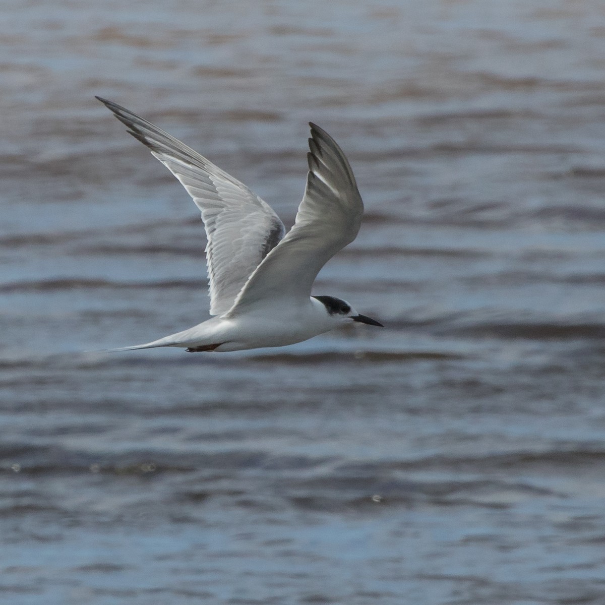 Common Tern - Robby Kohley