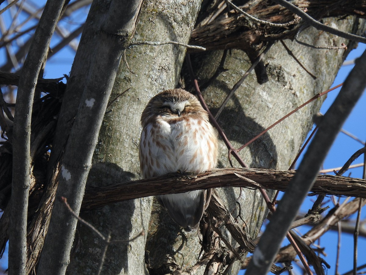 eBird Checklist 31 Jan 2022 RN de PointeYamachiche 7 species