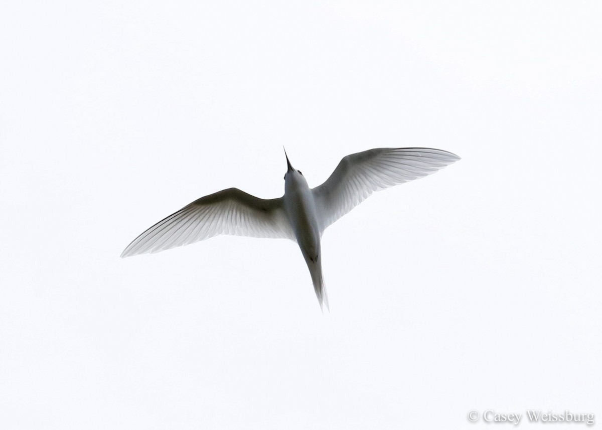 White Tern - Casey Weissburg