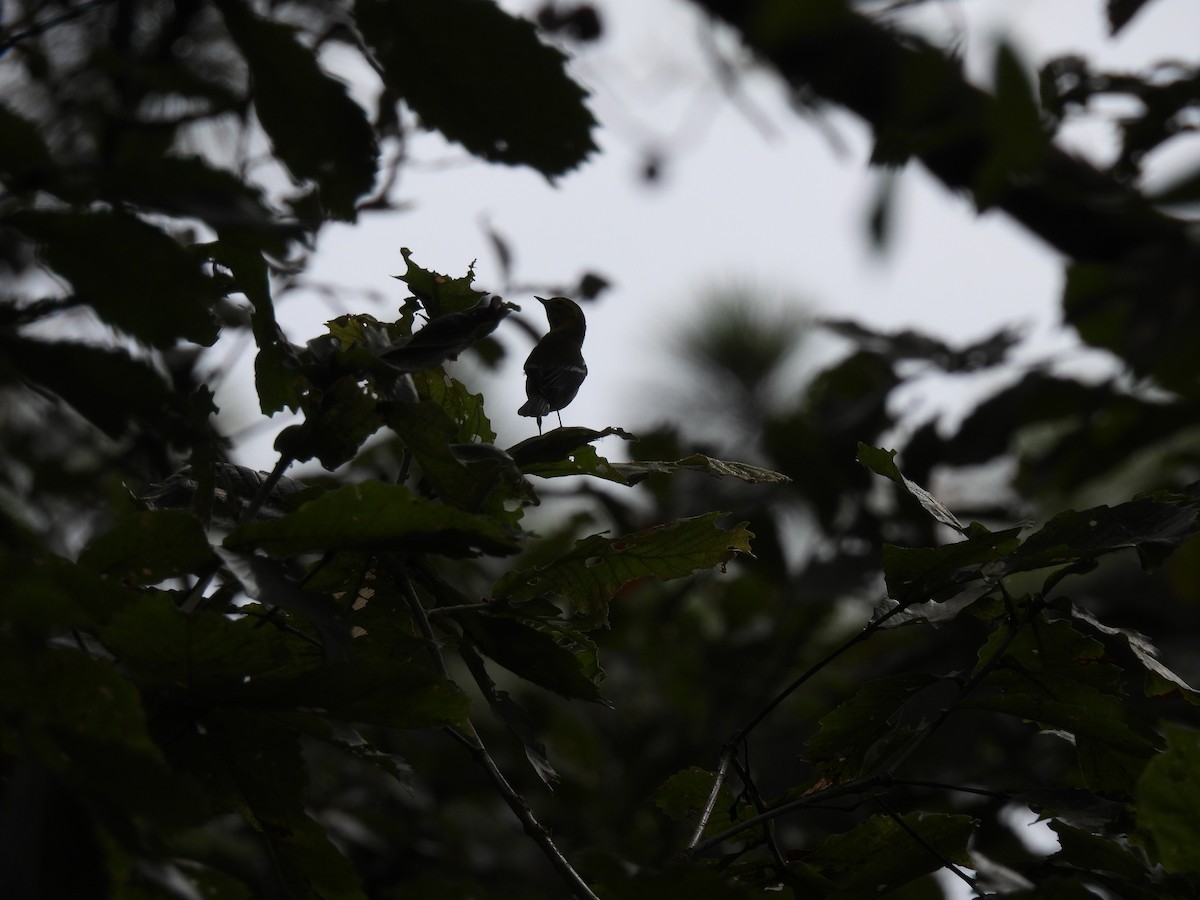Black-throated Green Warbler - Nhering Daniel Ortiz Lobo