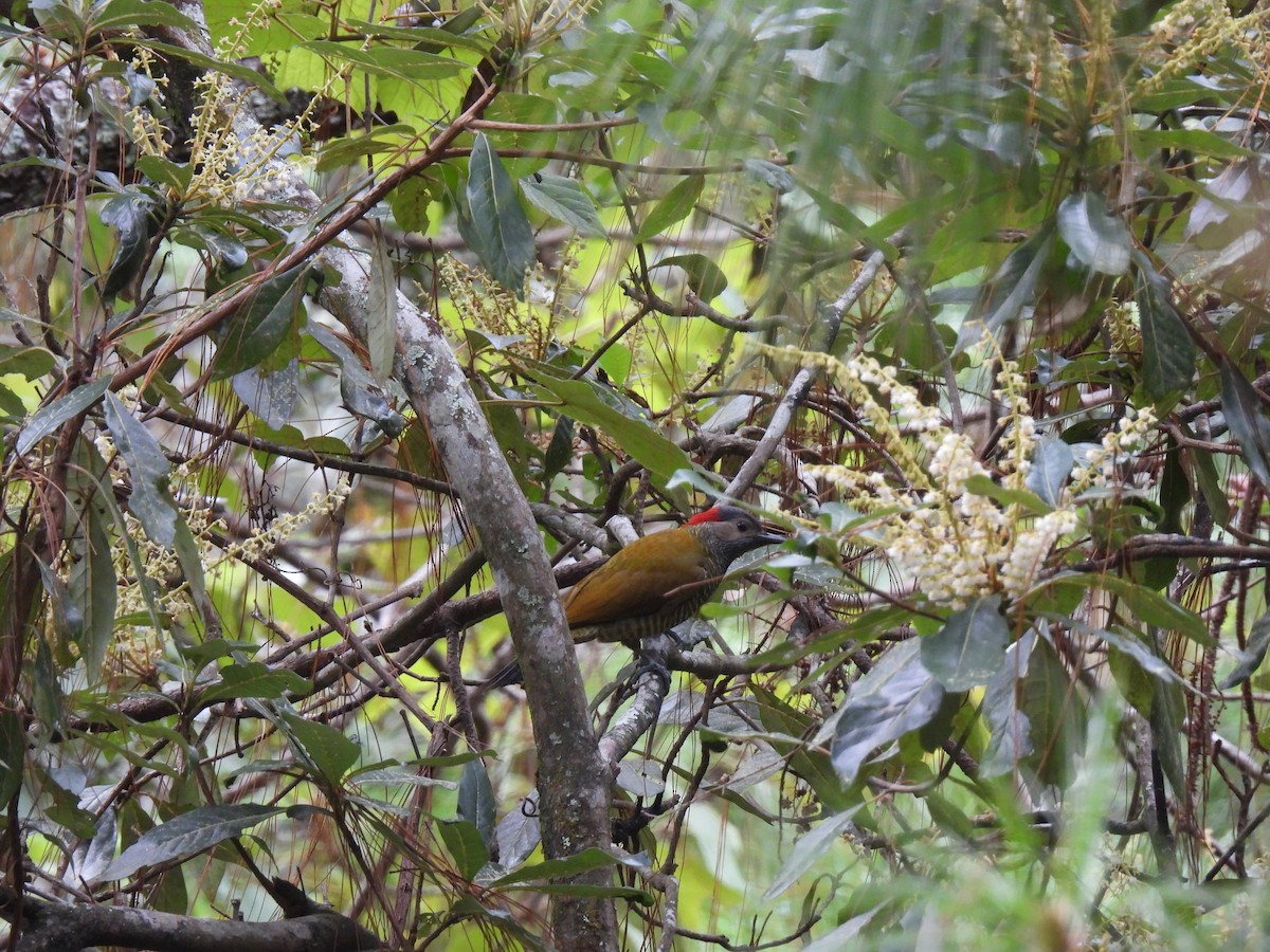 Golden-olive Woodpecker - ML411697301