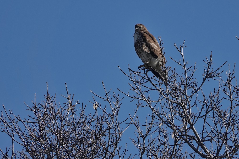 Red-tailed Hawk - ML411699671