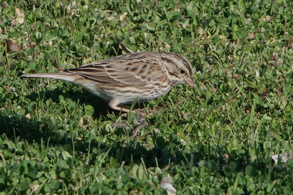Savannah Sparrow - ML411700191