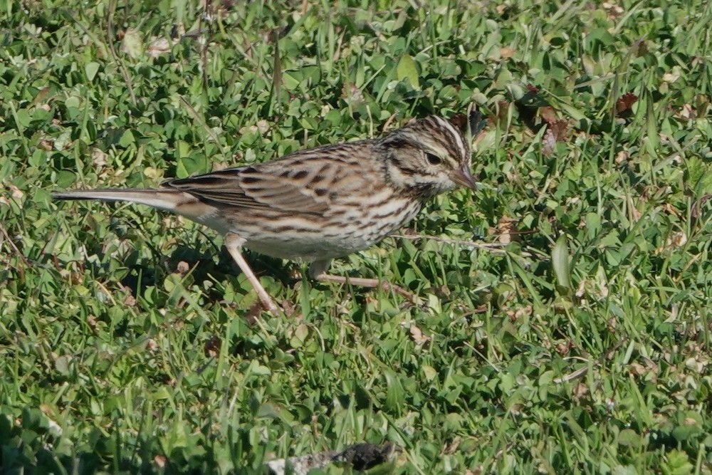 Savannah Sparrow - ML411701011