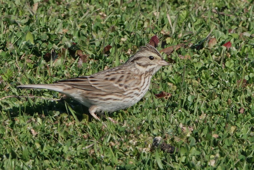 Savannah Sparrow - ML411701111