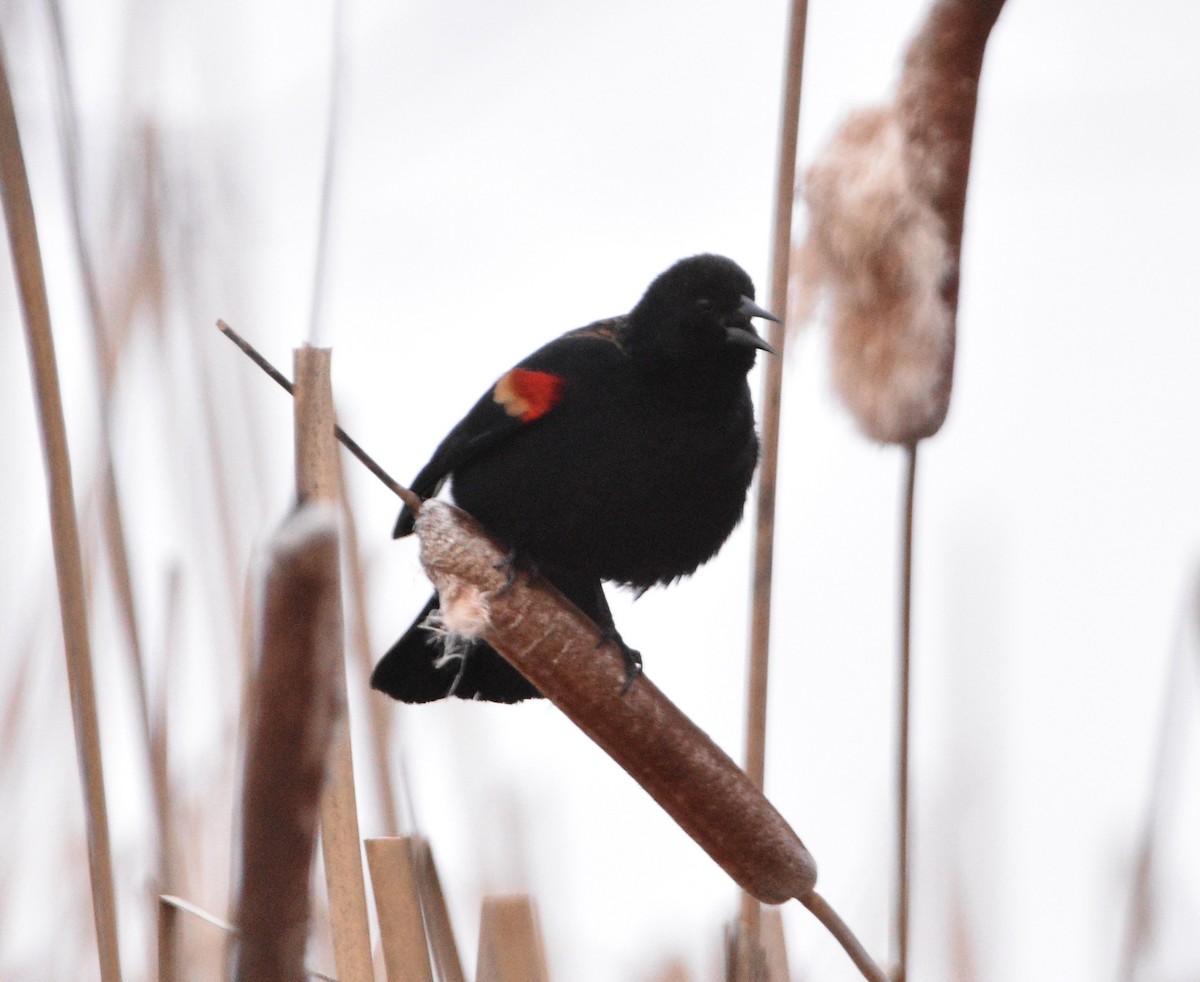 Red-winged Blackbird - ML411701151