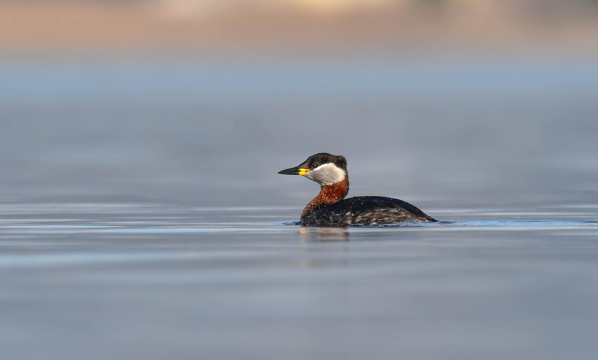Red-necked Grebe - ML411703301