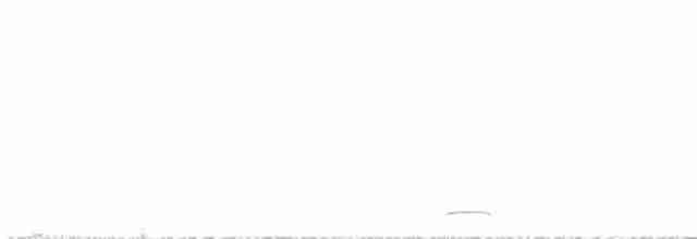 gnomugle (californicum gr.) (tusseugle) - ML411707121