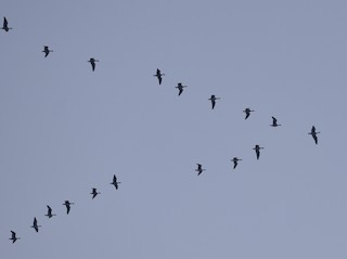 Greater White-fronted Goose, ML411707351
