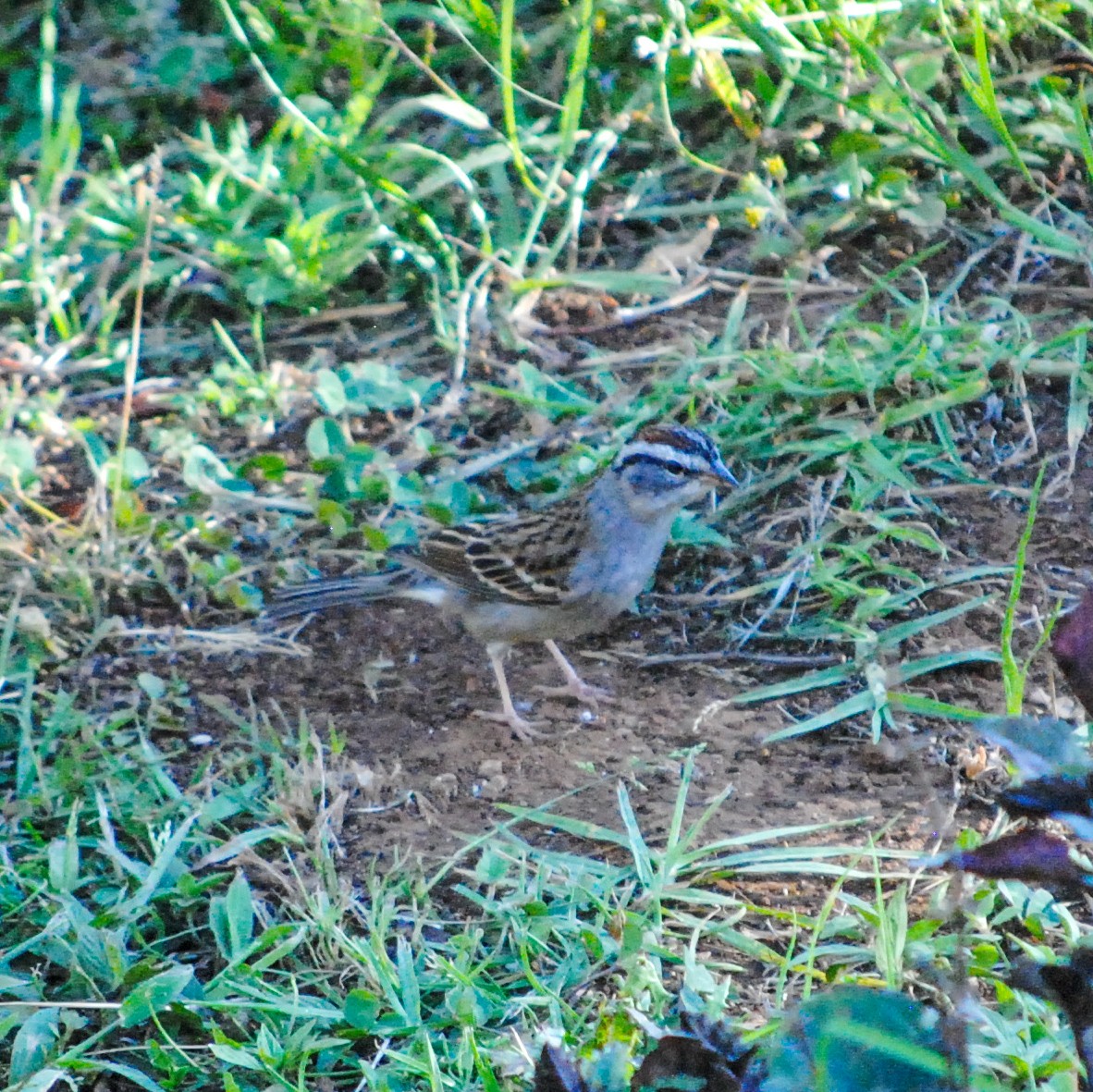Chipping Sparrow - ML411711081