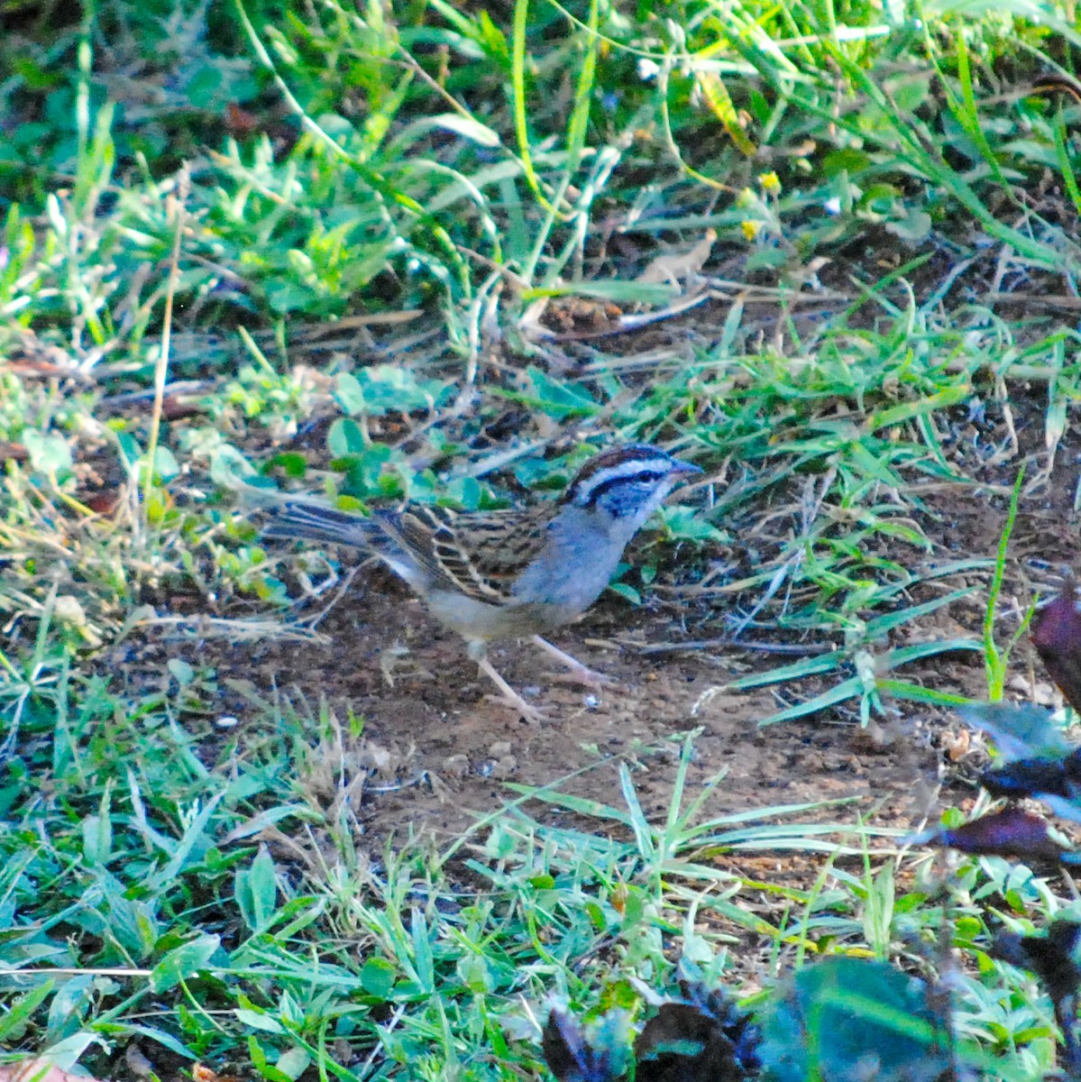 Chipping Sparrow - ML411711101