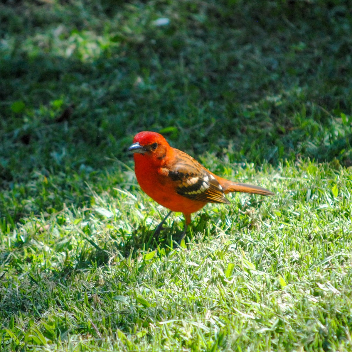 Flame-colored Tanager - ML411712351