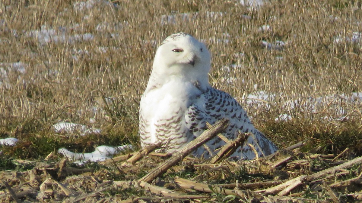 Snowy Owl - ML411713971