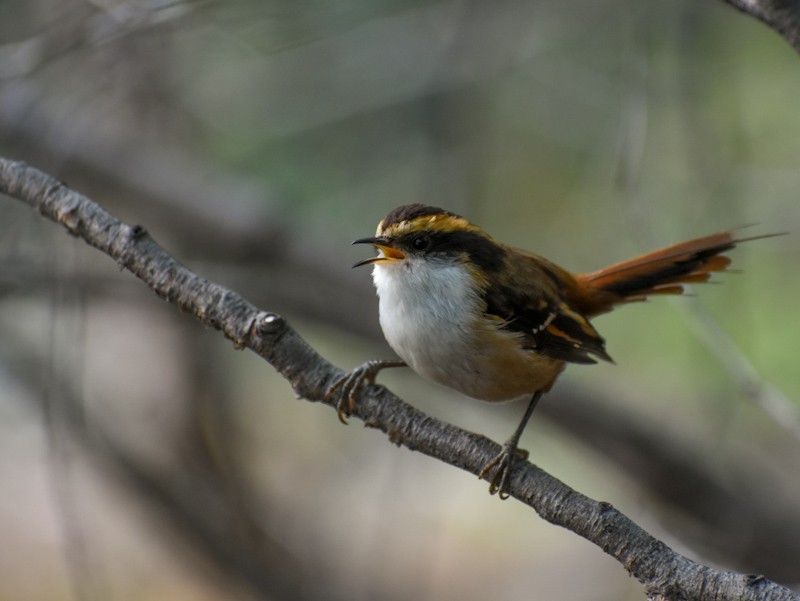 Thorn-tailed Rayadito - Chris Peters