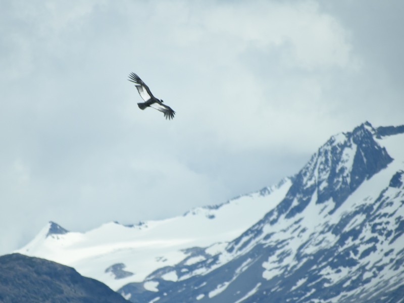 Andean Condor - Chris Peters