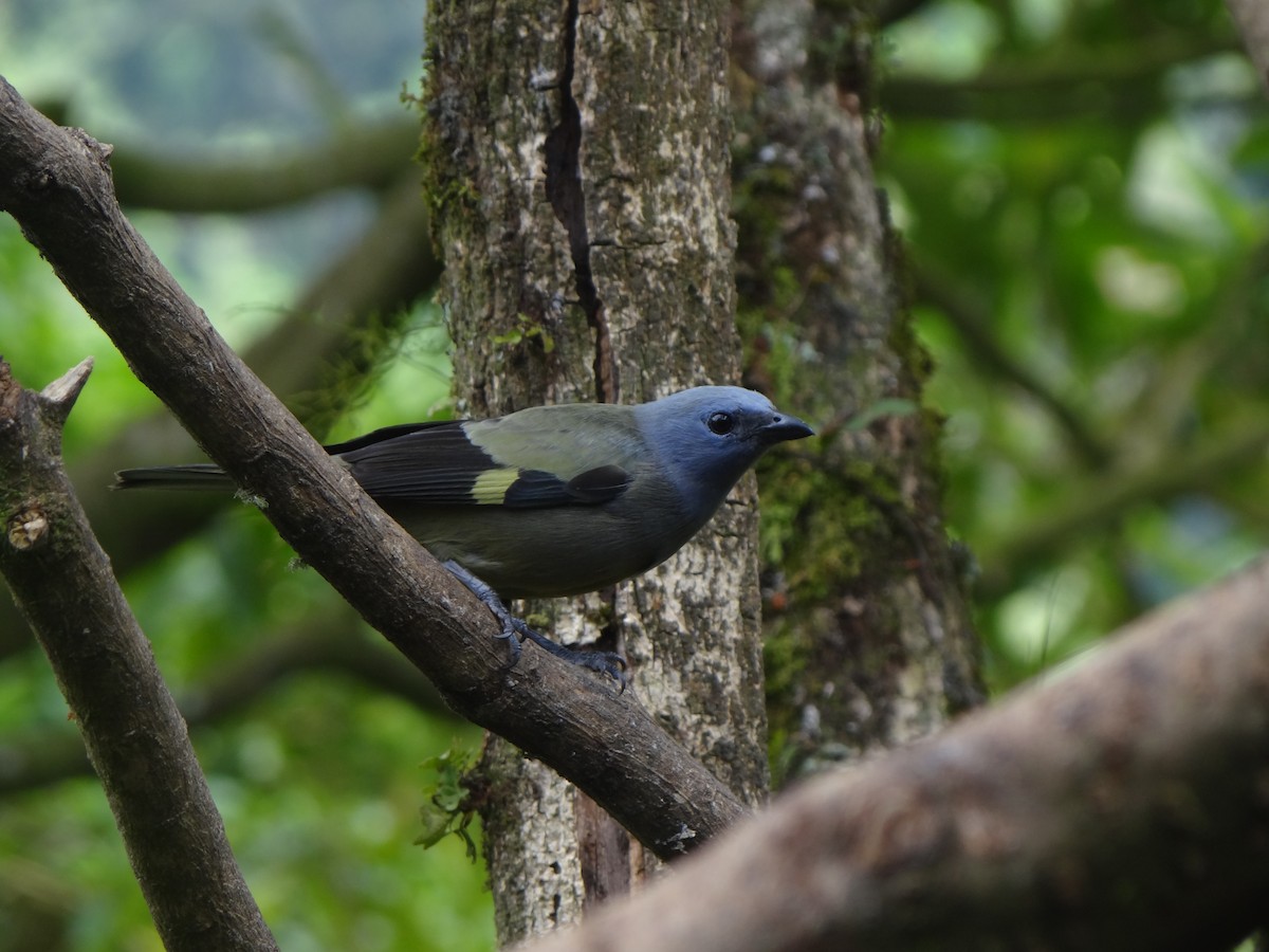 Yellow-winged Tanager - ML411717191