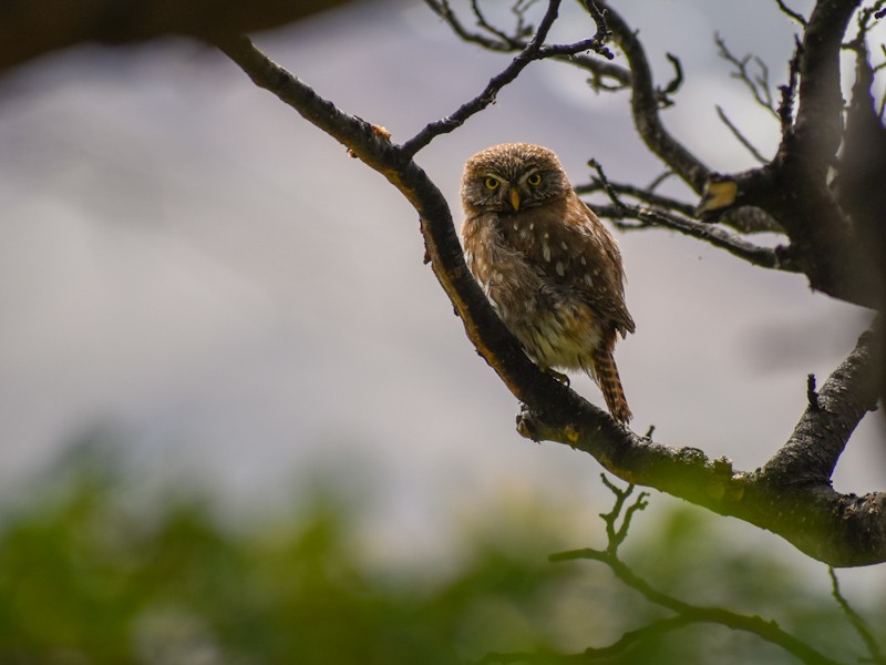 Austral Pygmy-Owl - ML411717201