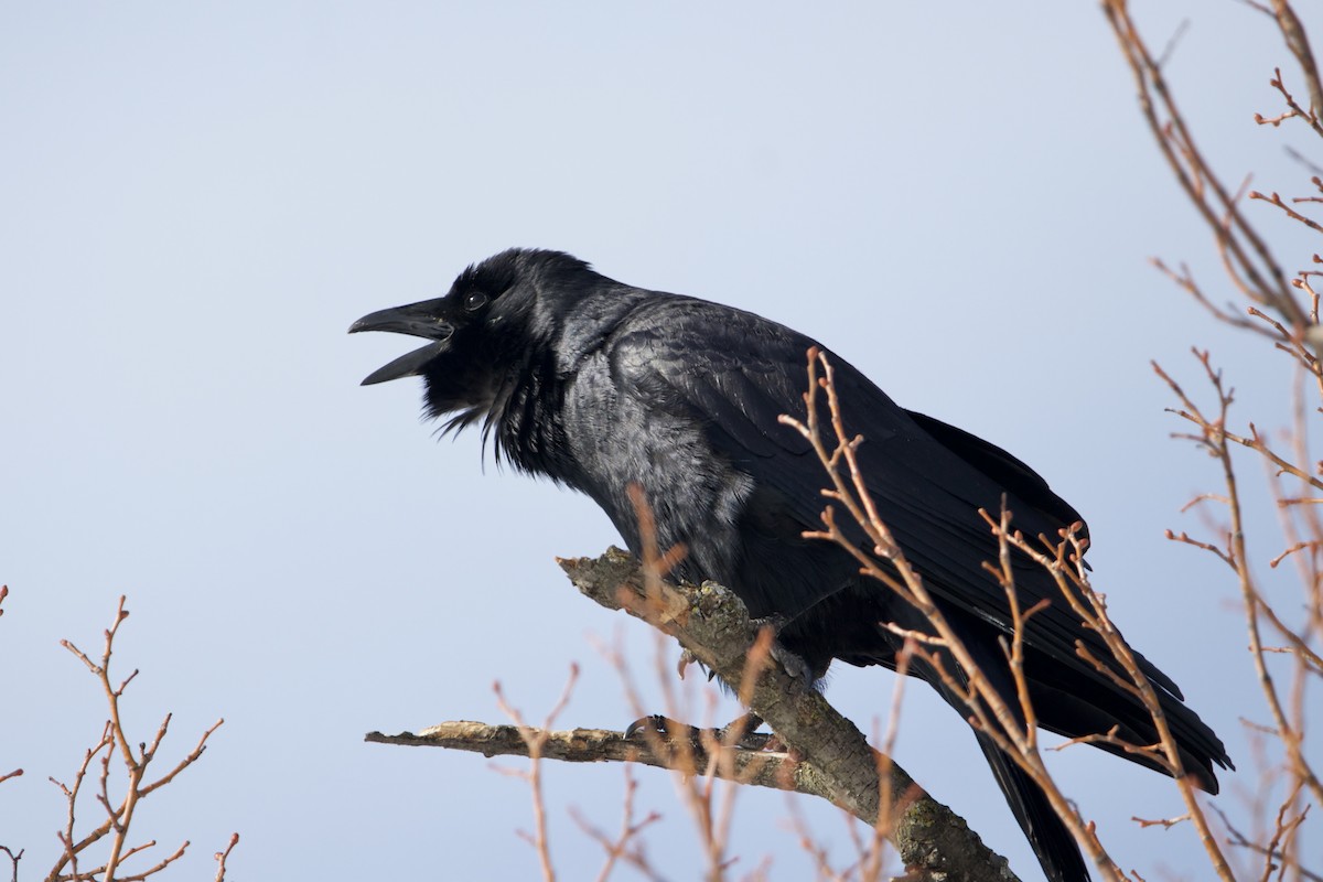 Common Raven - ML411718781