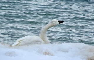 Tundra Swan, ML411720501